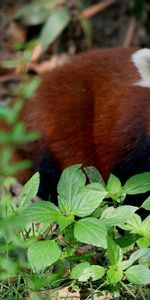 Animals,Trees,Leaves,To Lie Down,Lie,Red Panda