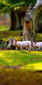 Herbe,Pigs,Domaine,Flâner,Porcelets,Porcins,Champ,Promenade,Animaux,Arbres