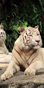 Animals,Trees,Predators,To Lie Down,Lie,Albino,Tigers