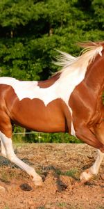 Cheval,Fuyez,Animaux,Arbres,Crinière,Courir