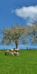 Animals,Trees,Sheep,Sheeps,Field,Landscape