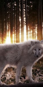 Animals,Trees,Shine,Rays,Light,Beams,Predator,Forest,Wolf