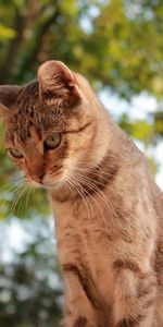 Animaux,Vue,Opinion,Arbres,Sky,Chat