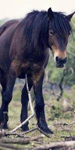 Animals,Trees,Tail,Wind,Horse