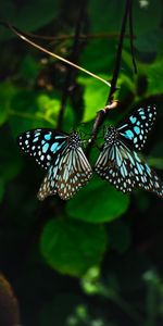 Animals,Tropical,Wings,Butterflies,Pattern