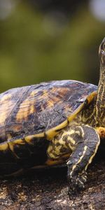 Animaux,Tortues