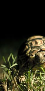 Animaux,Tortues