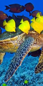 Animaux,Tortues