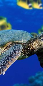 Animaux,Tortues