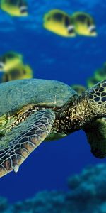 Animaux,Tortues