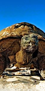 Animaux,Tortues