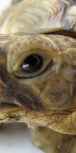 Animaux,Tortues