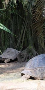 Hierba,Madera,Tumbarse,Mentir,Carapacho,Cáscara,Animales,Árbol,Tortugas