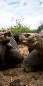 Animals,Turtles,Pair,Reptiles,Mud,Dirt,Couple