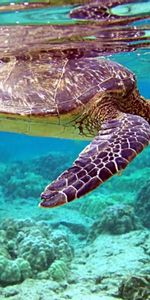 Tortues,Animaux,Mer