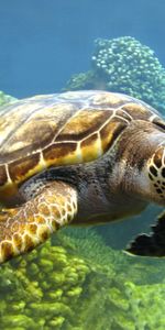 Animaux,Mer,Tortues