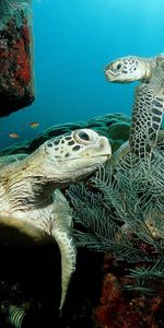 Tortues,Animaux,Mer