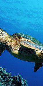 Animaux,Mer,Tortues