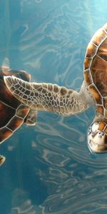 Animals,Turtles,Sea,Lot,Underwater World