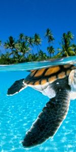 Animals,Turtles,Sea,Palms,Beach