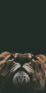 Animals,Up,Top,Muzzle,Sight,Opinion,Lion