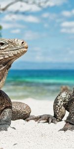 Animals,Varans,Beach