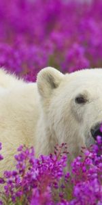 Animals,Violet,Bears