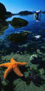 Animales,Agua,Estrella De Mar,Mar,Fondo