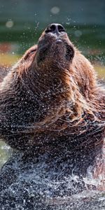 Animals,Water,Bear,Animal,Spray,Wildlife