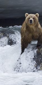 Animals,Water,Bears