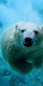 Animales,Bears,Agua