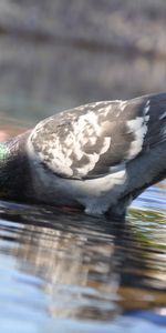 Animals,Water,Bird,Dove,Bathing