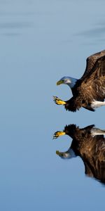 Animals,Water,Bird,Flight,Reflection,Eagle