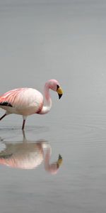 Animales,Agua,Flamenco,Pájaro,Niebla