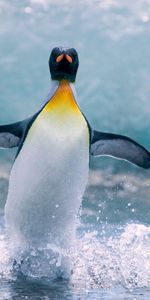 Animals,Water,Bird,Penguin,Splash