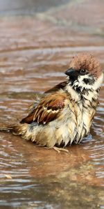 Animals,Water,Bird,Sparrow,Wet