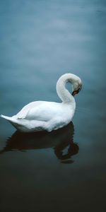 Animals,Water,Bird,Swan