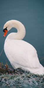 Agua,Pájaro,Cisne,Animales