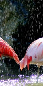 Animals,Water,Birds,Drops,Flamingo