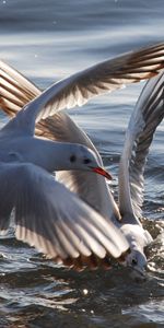 Mouettes,Animaux,Eau,Oiseaux