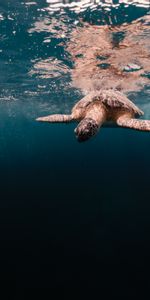 Agua,Carapacho,Cáscara,Tortuga,Tortuga Marina,Animales,Mar