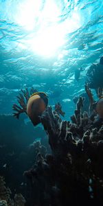 Agua,Océano,Pescado,Profundidad,Los Arrecifes De Coral,Animales,Oceano,Arrecifes De Coral,Un Pez