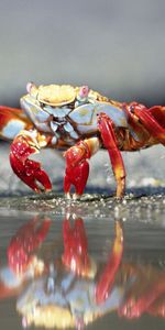 Animaux,Crabe,Les Griffes,Griffes,Eau