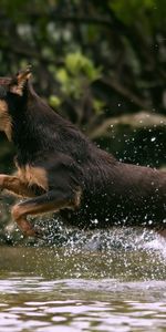 Éclaboussure,Éclabousser,Rebondir,Sauter,Chasser,Course,Cours,Eau,Chien,Animaux,Chasse