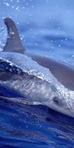 Animales,Agua,Peces,Delfines