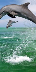 Animals,Water,Dolfins,Sea