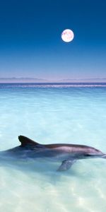 Animales,Agua,Mar,Peces,Delfines