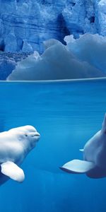 Animales,Invierno,Nieve,Agua,Mar,Delfines