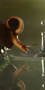 Animals,Water,Drop,Carapace,Snail,Shell