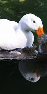 Eau,Animaux,Canards